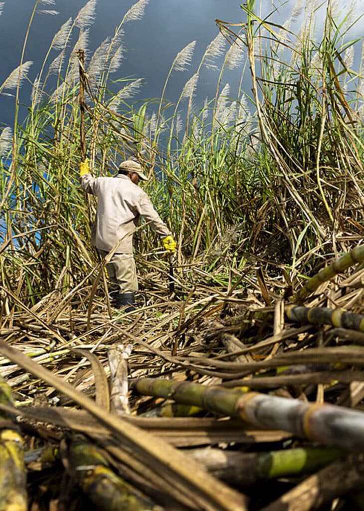 Man harvesting sugar cane in Jamaica